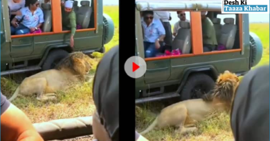 Tourist’s Reckless Act on Jungle Safari: Touches Lion, Nearly Pays the Price