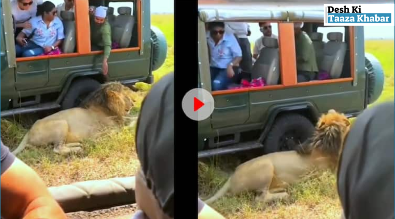 Tourist’s Reckless Act on Jungle Safari: Touches Lion, Nearly Pays the Price